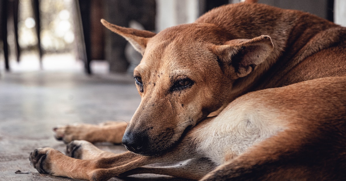 Saving Stray Cats & Dogs in Bangkok